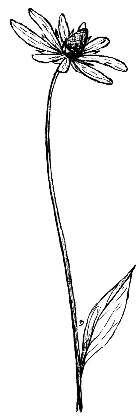 California Cone Flower