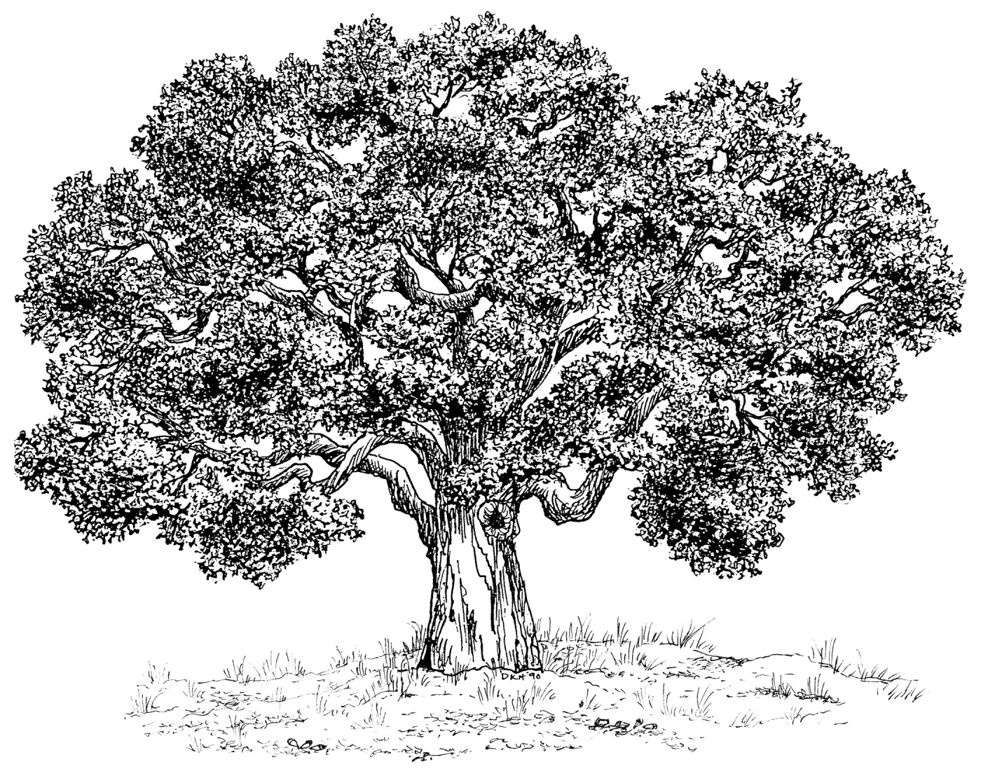 Oak