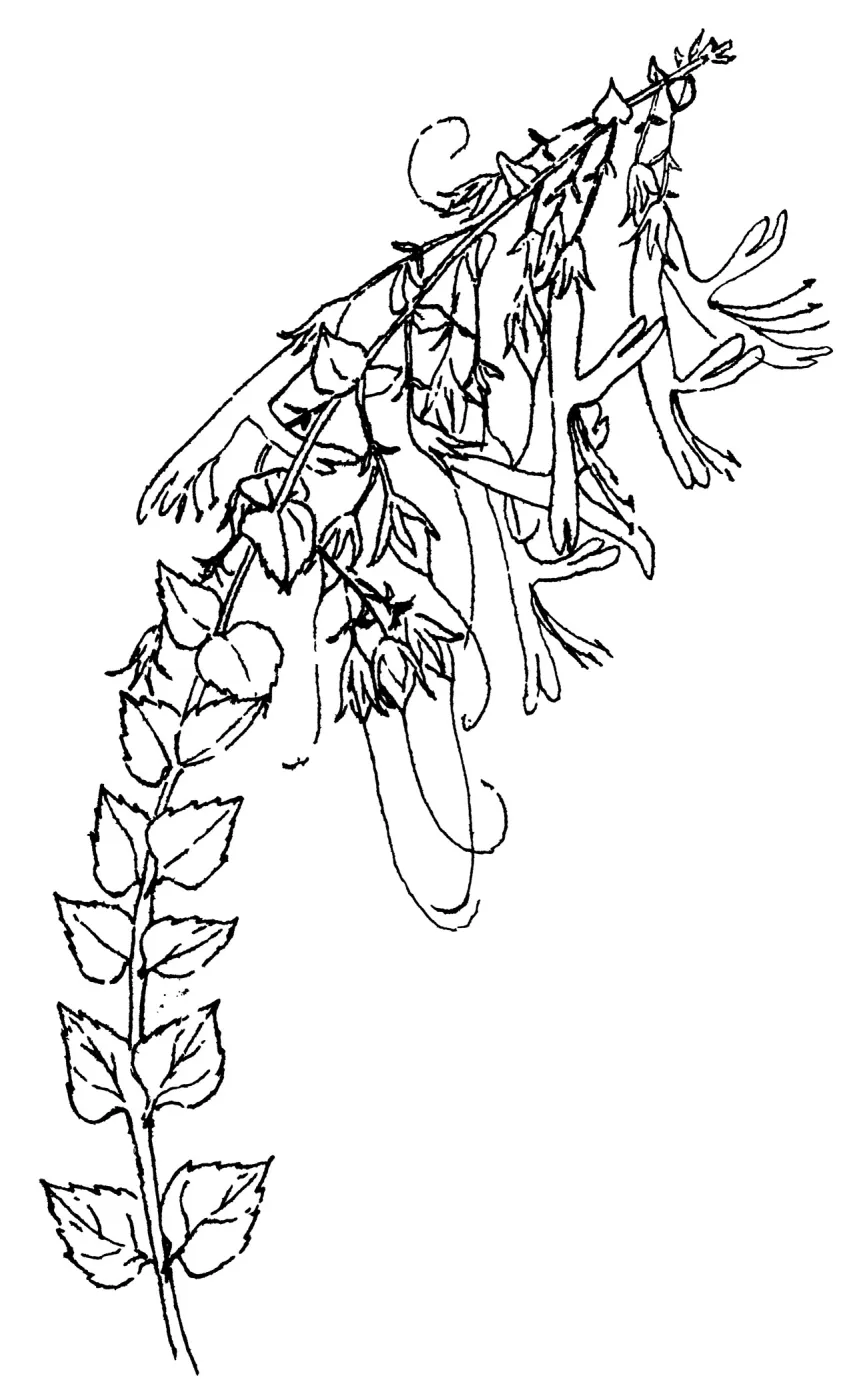 Honeysuckle Penstemon