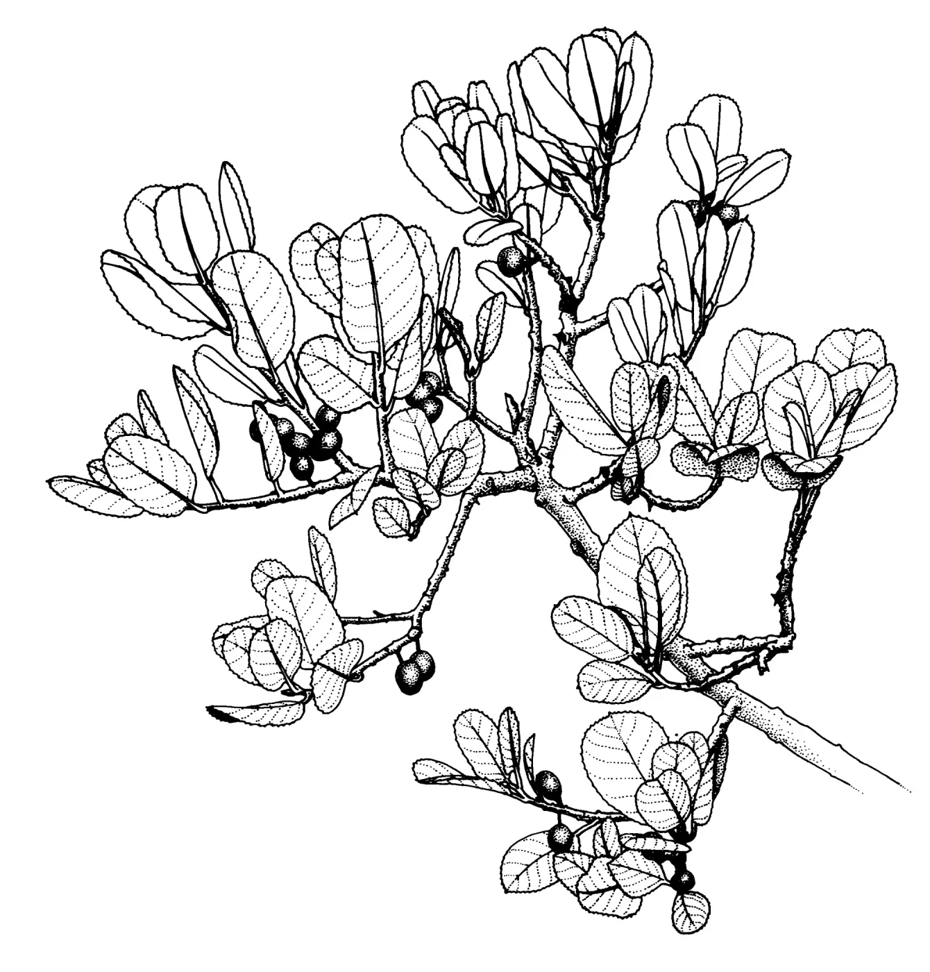 Mistletoe