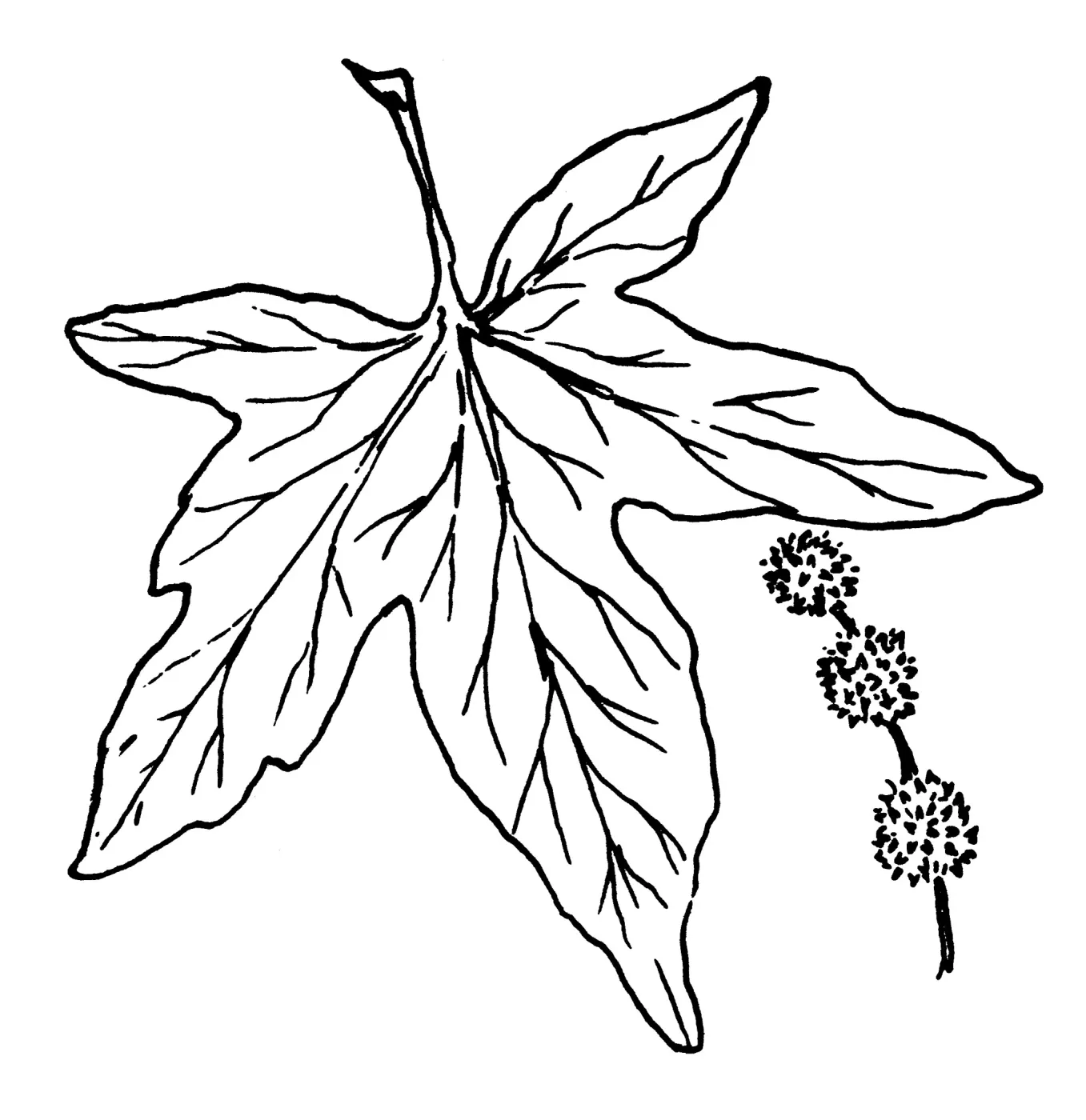 Western Sycamore