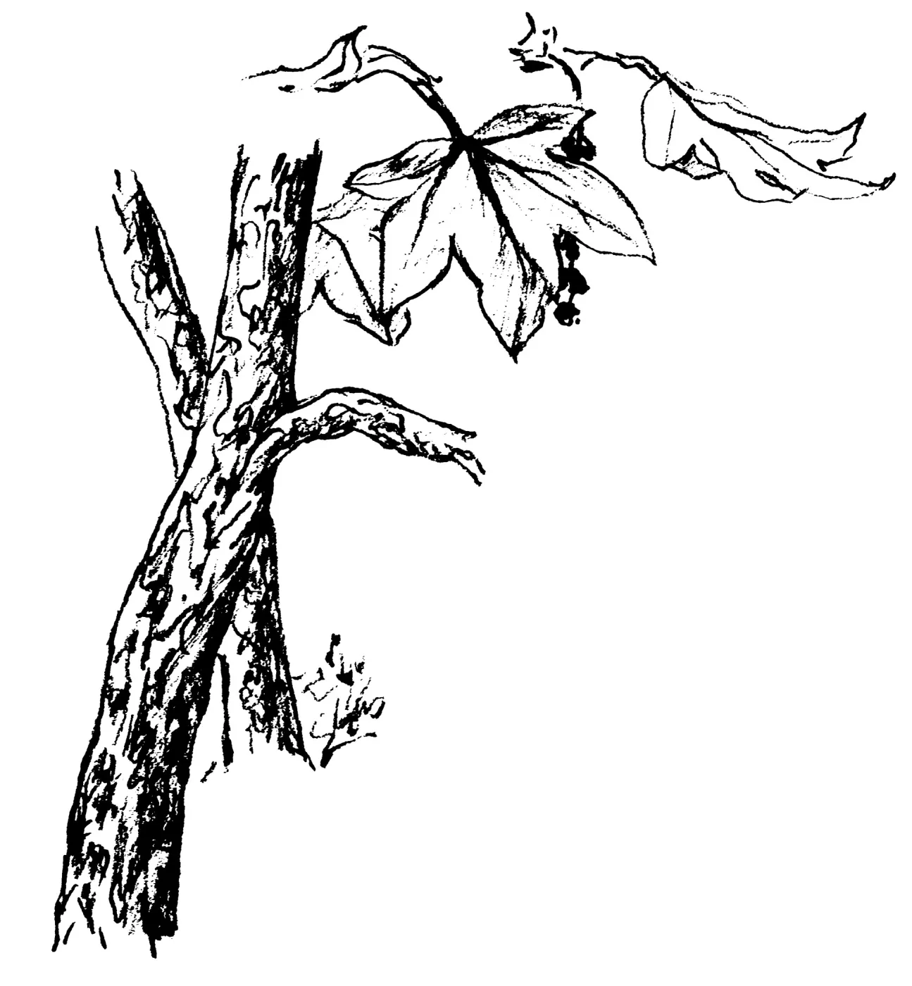 Western Sycamore