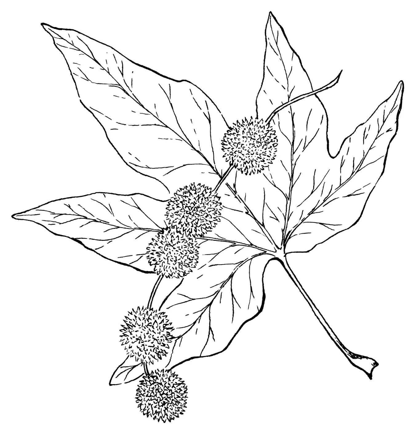 Western Sycamore