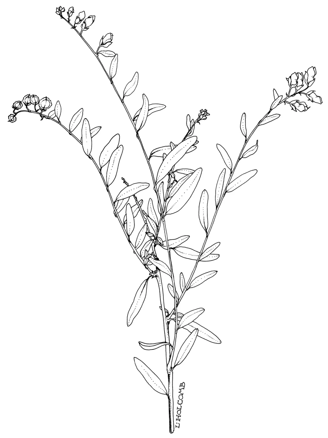Milkwort