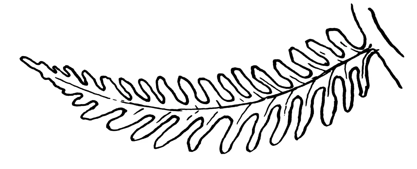 Polypodium