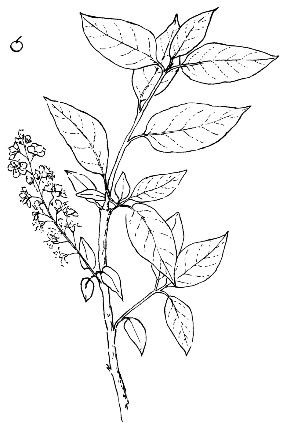 Western Choke Cherry