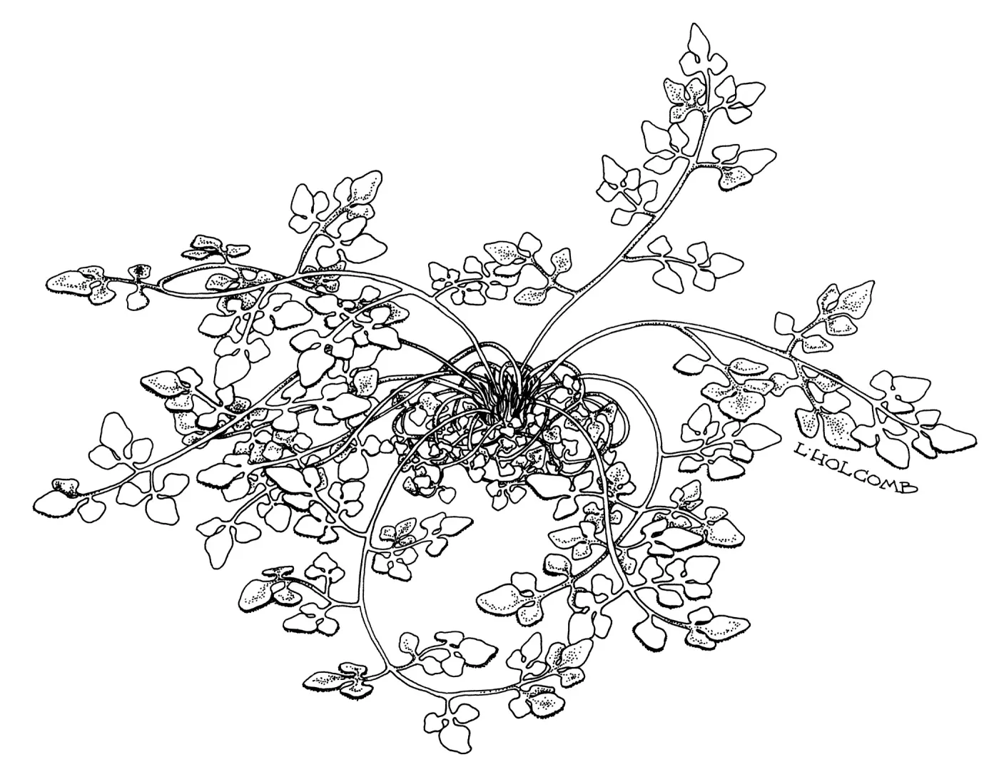 Notholaena jonesii