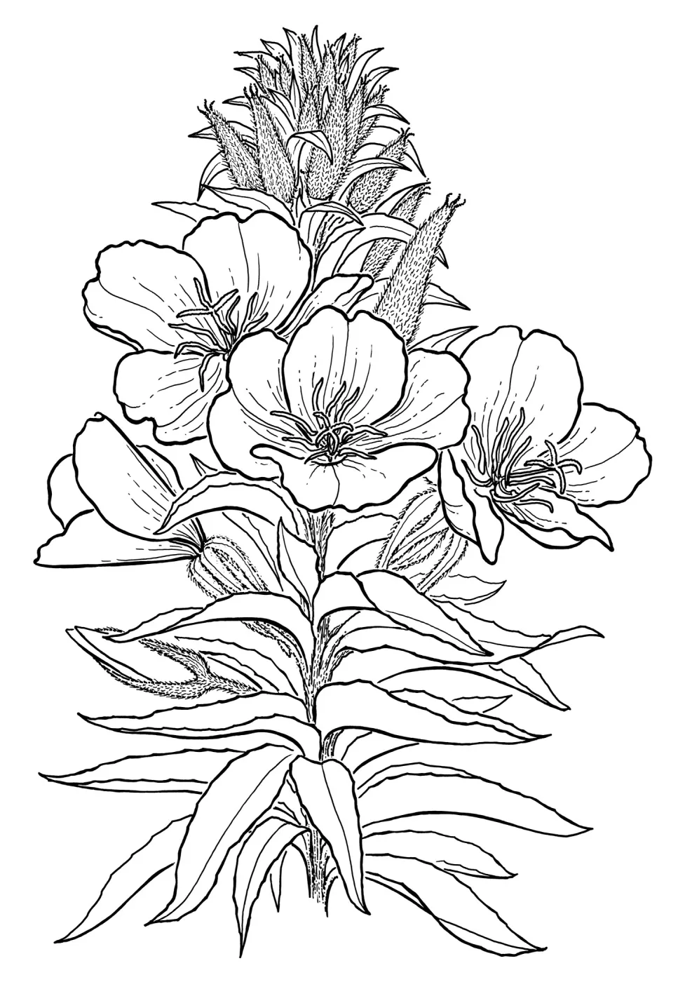 Hookers Evening Primrose