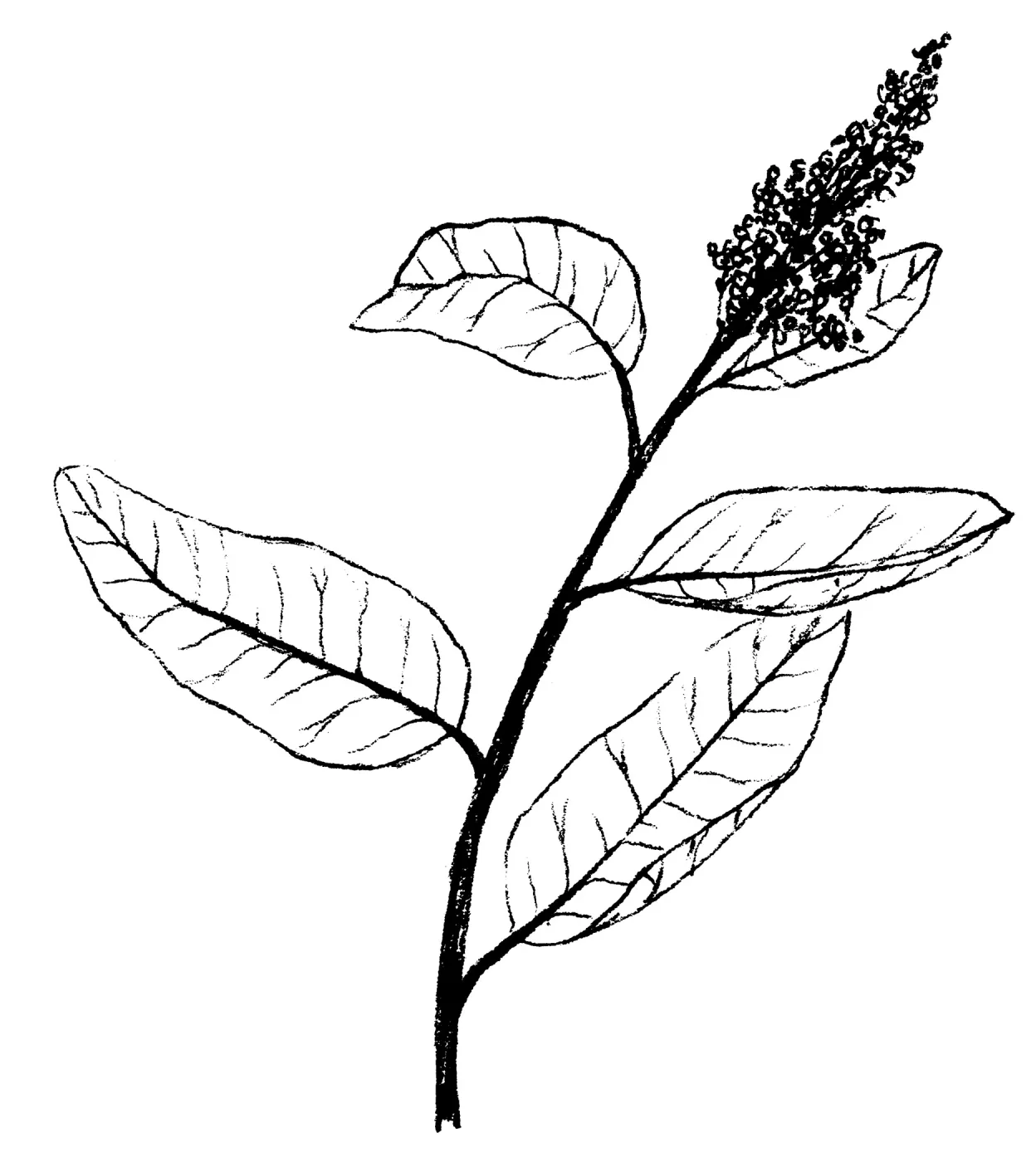 Laurel Sumac