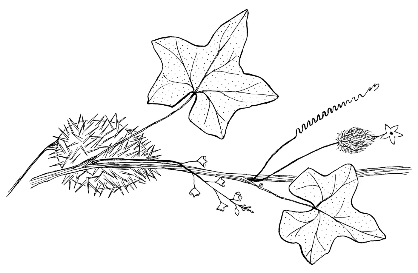 Wild Cucumber, Manroot, Chilicothe