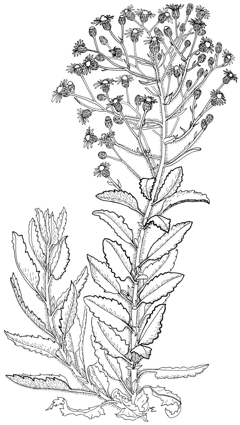 Telegraph Weed