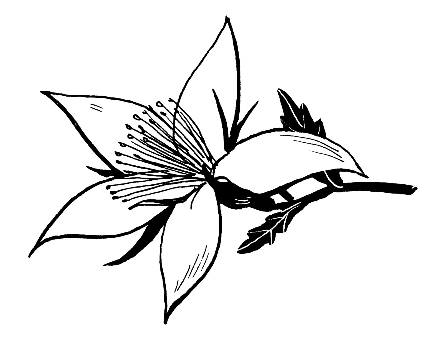Blazing Star