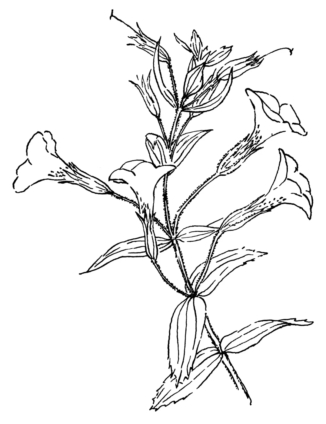 Great Purple Monkey Flower