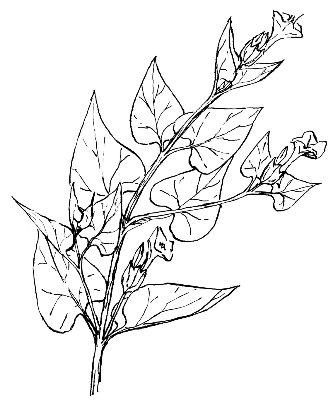 Wishbone Bush