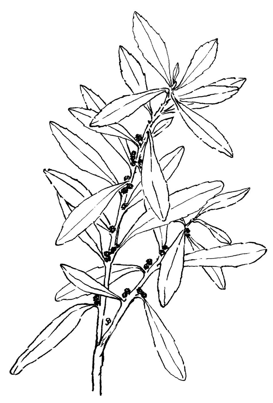 California Wax Myrtle