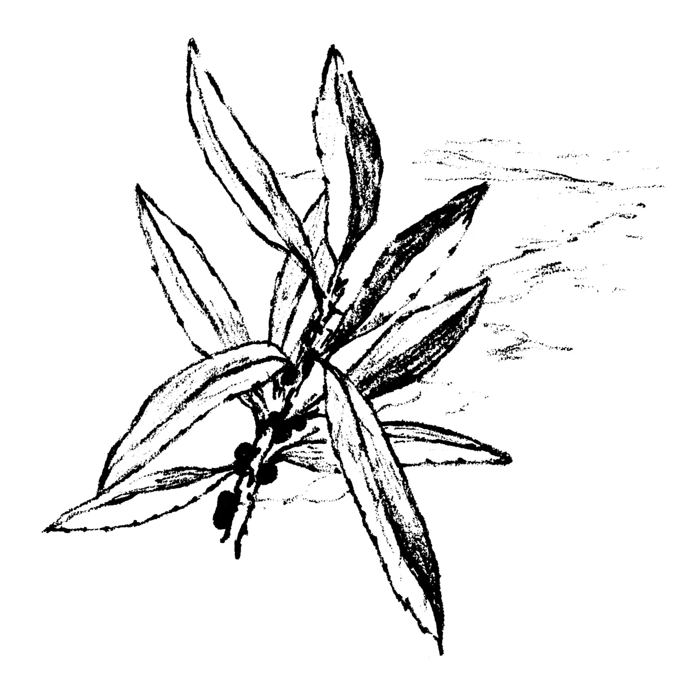 California Wax Myrtle