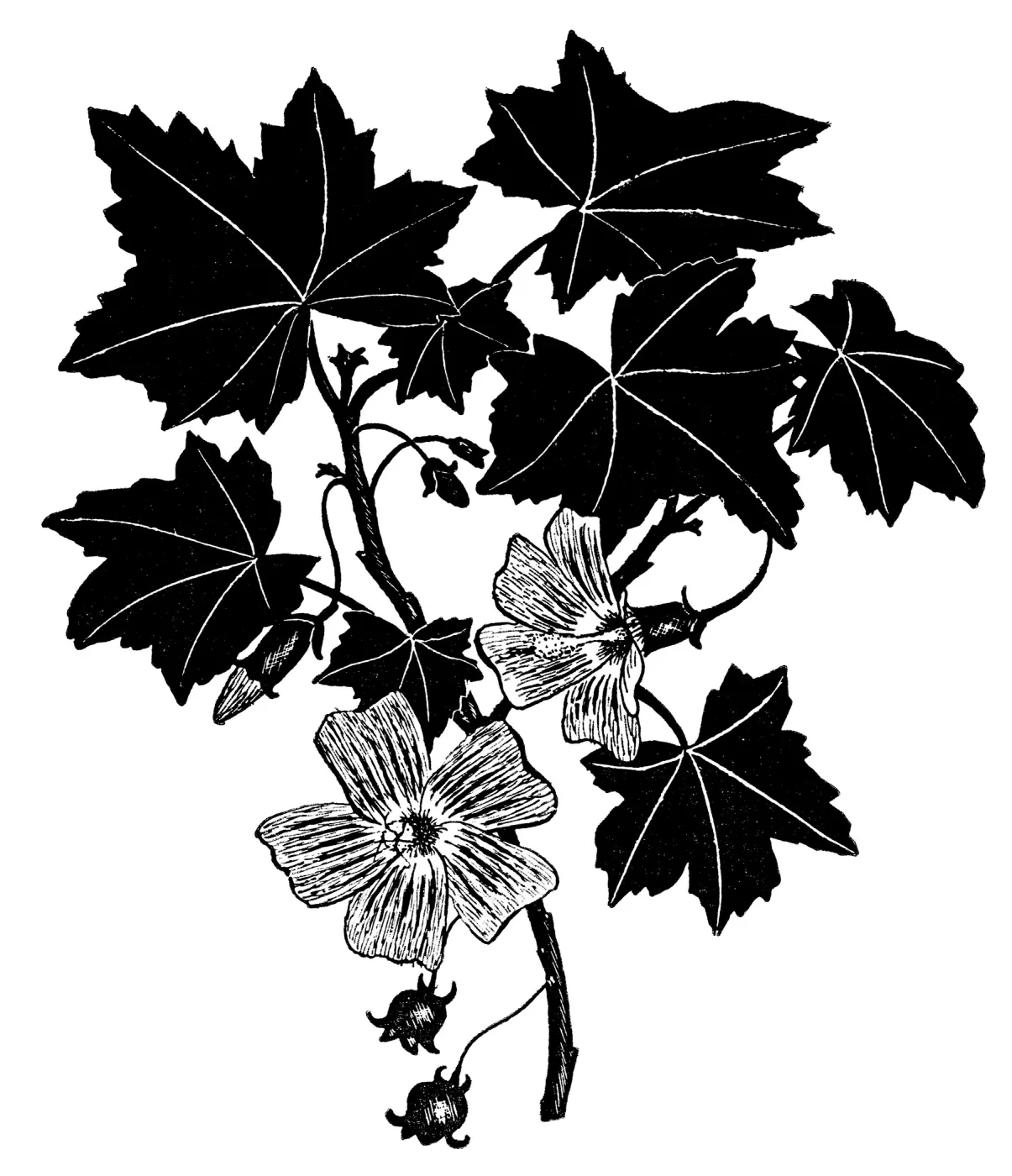 Tree Mallow, Malva Rosa