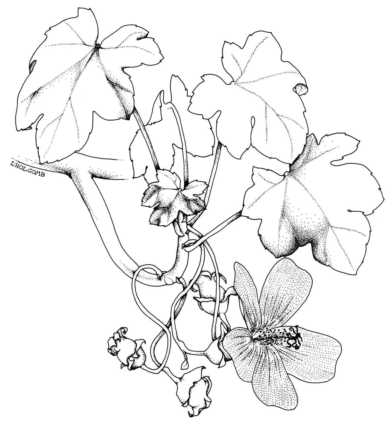 Tree Mallow, Malva Rosa