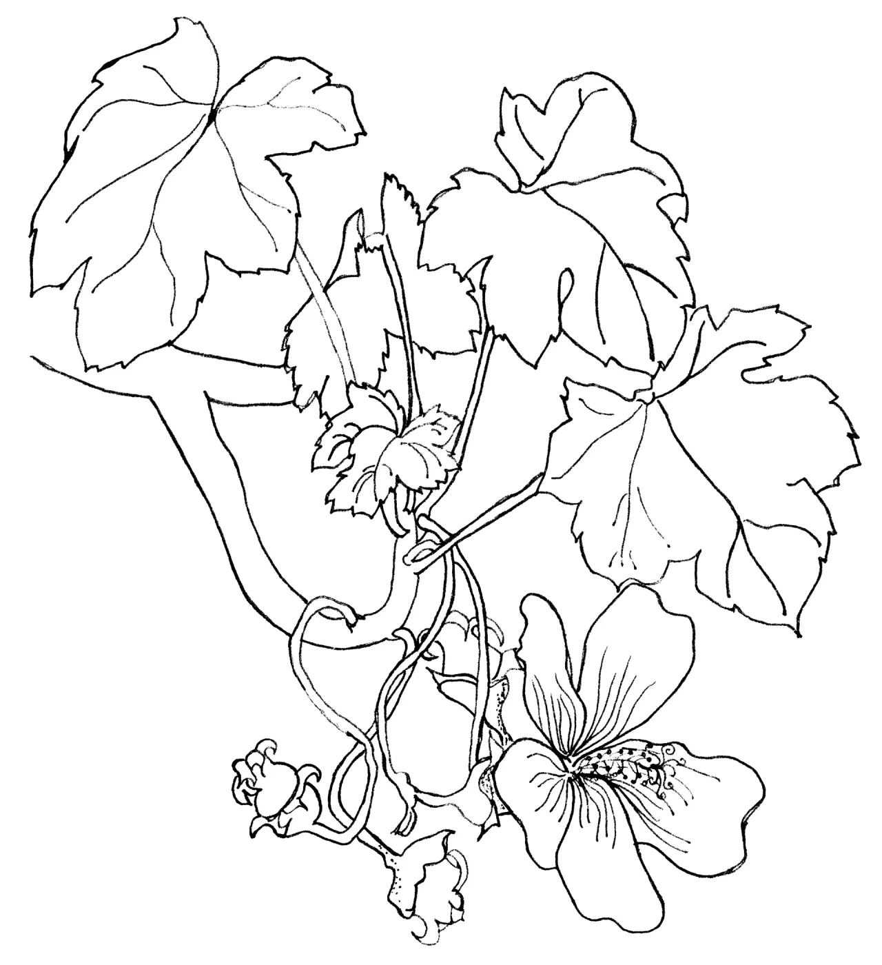Tree Mallow, Malva Rosa