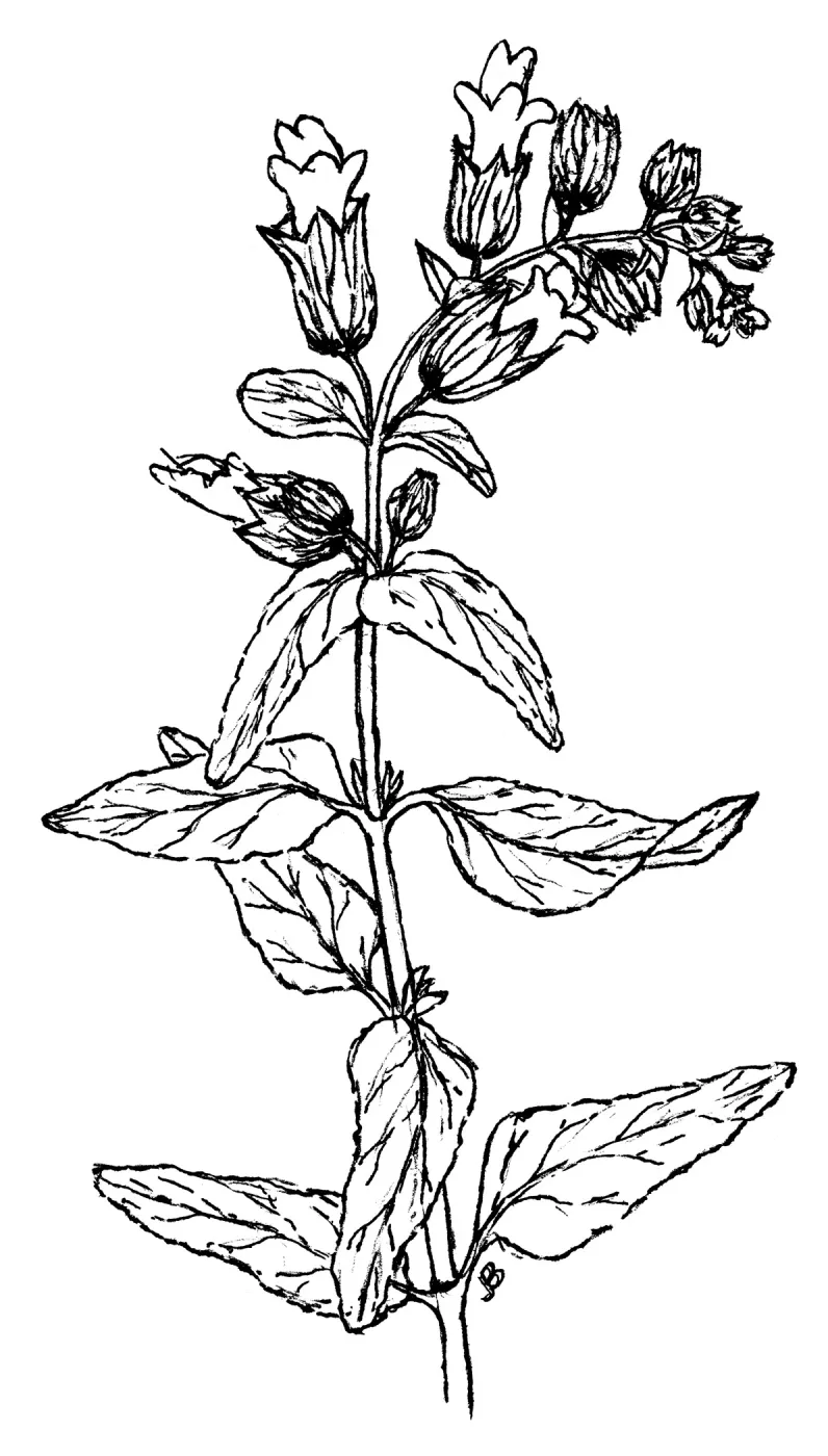 Pitcher Sage