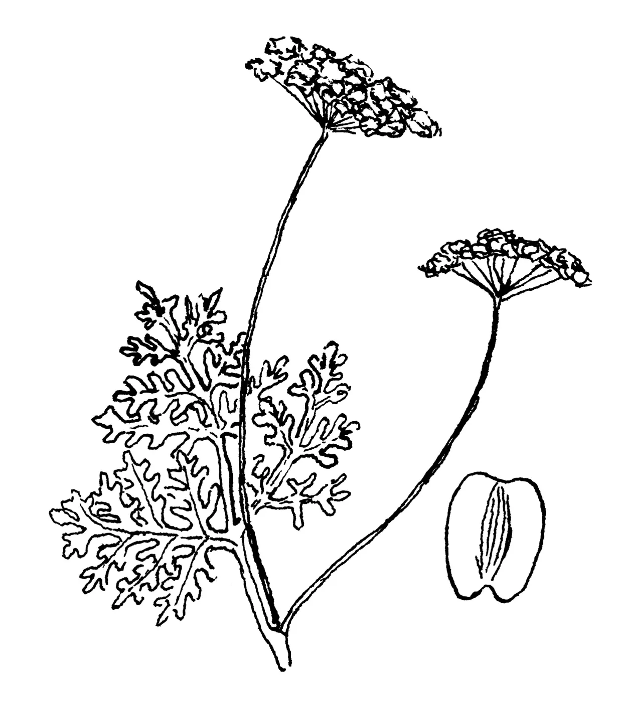 Lomatium