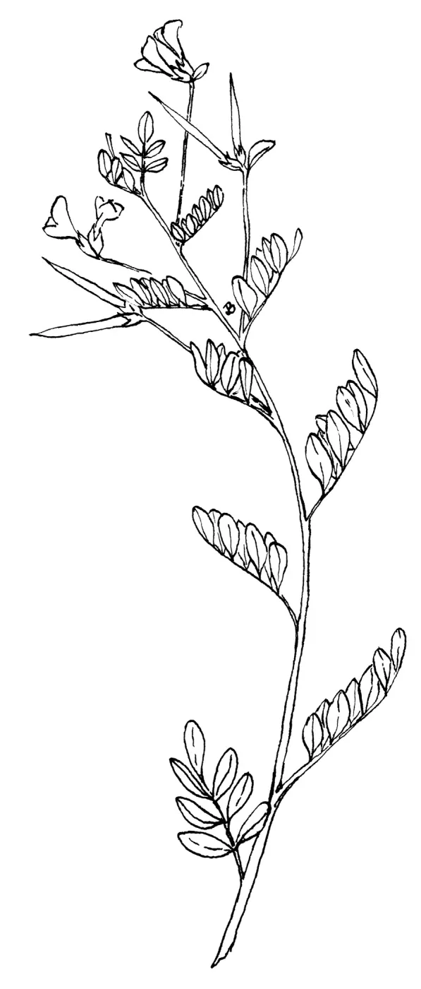 Large-flowered Lotus