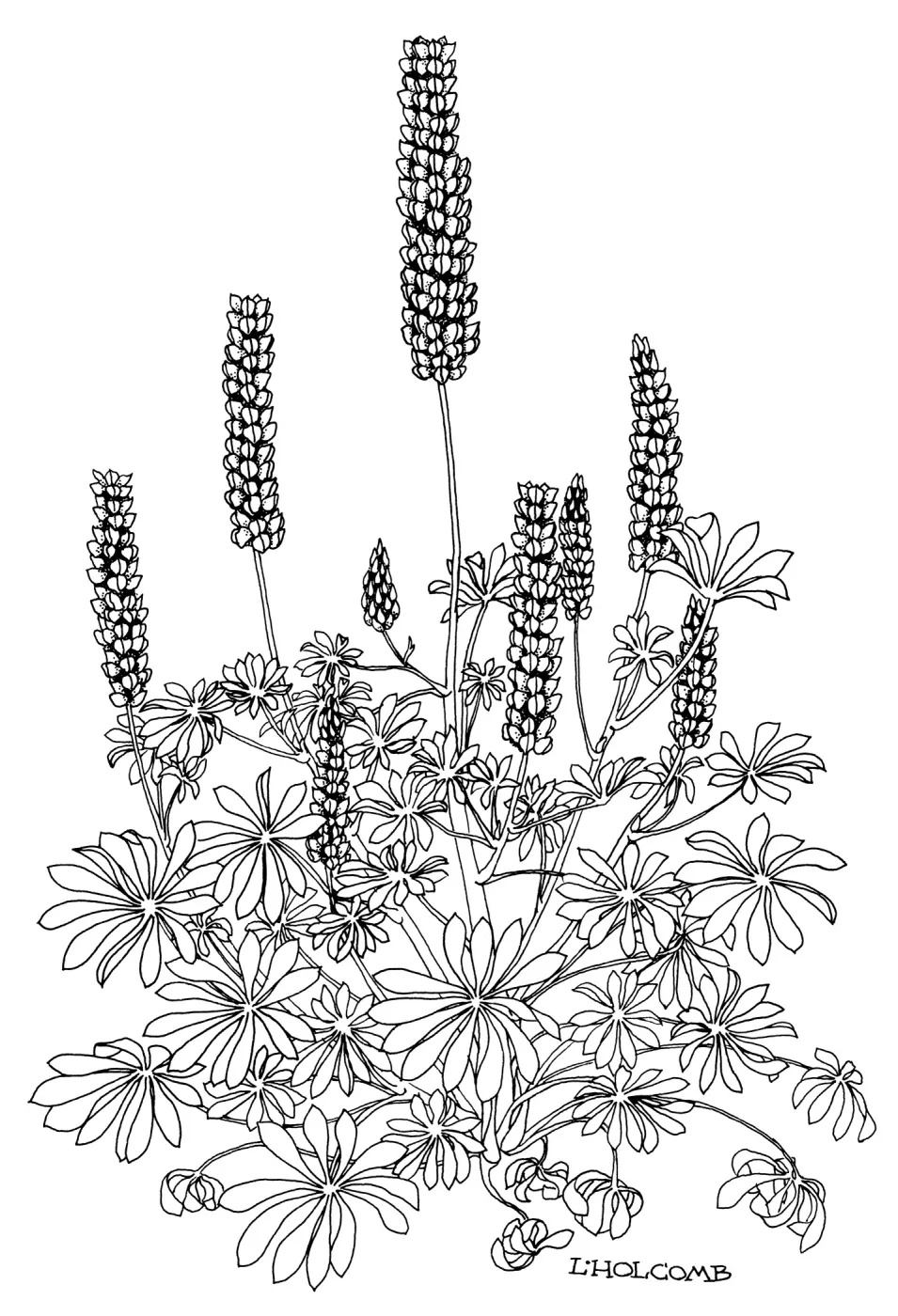 Canyon Sunset Lupine