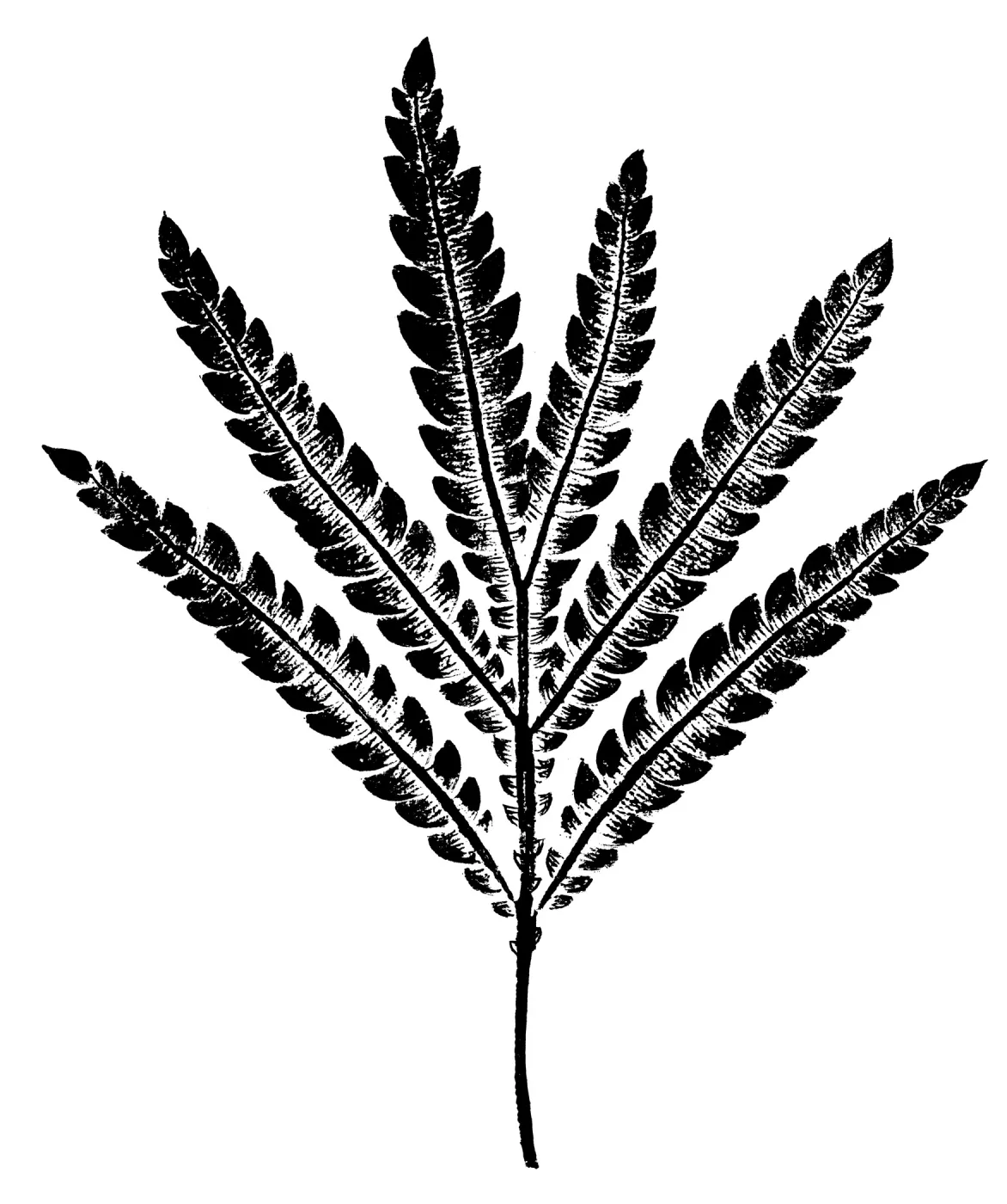 Santa Cruz Island Ironwood