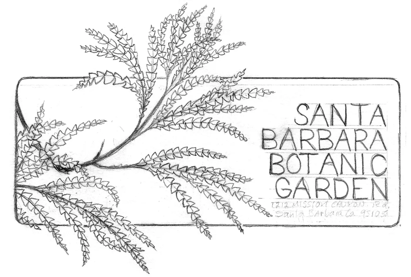 Santa Cruz Island Ironwood