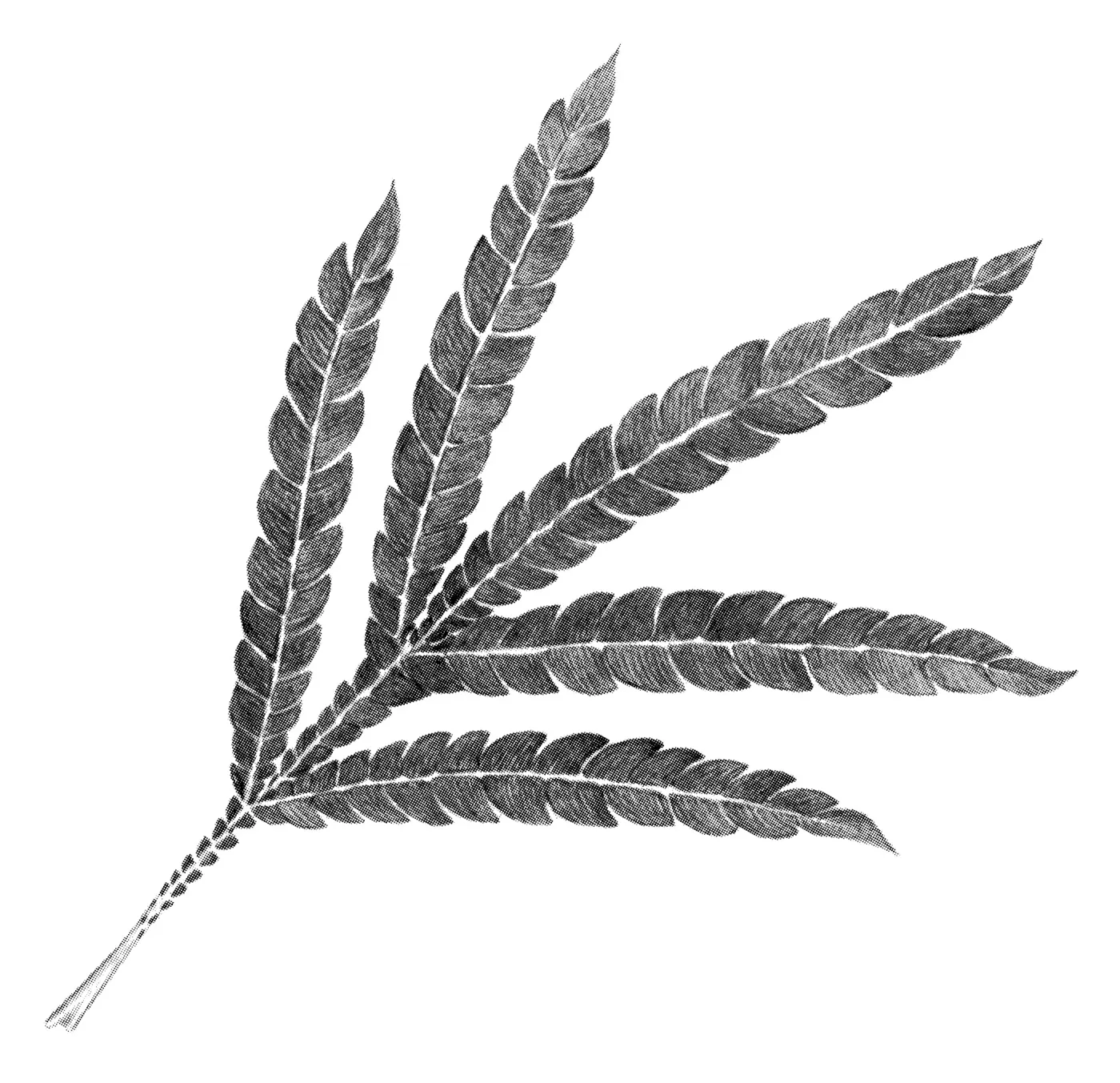 Santa Cruz Island Ironwood