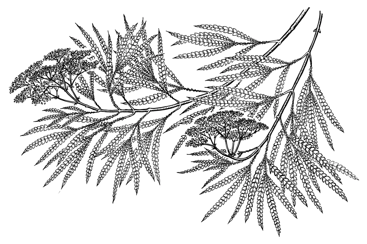 Santa Cruz Island Ironwood