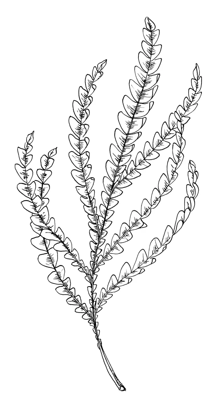 Santa Cruz Island Ironwood