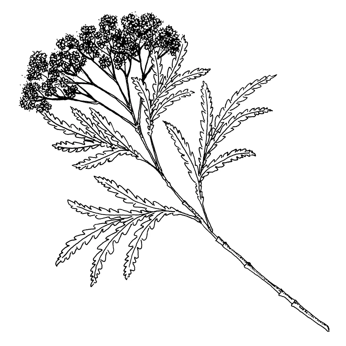 Santa Cruz Island Ironwood