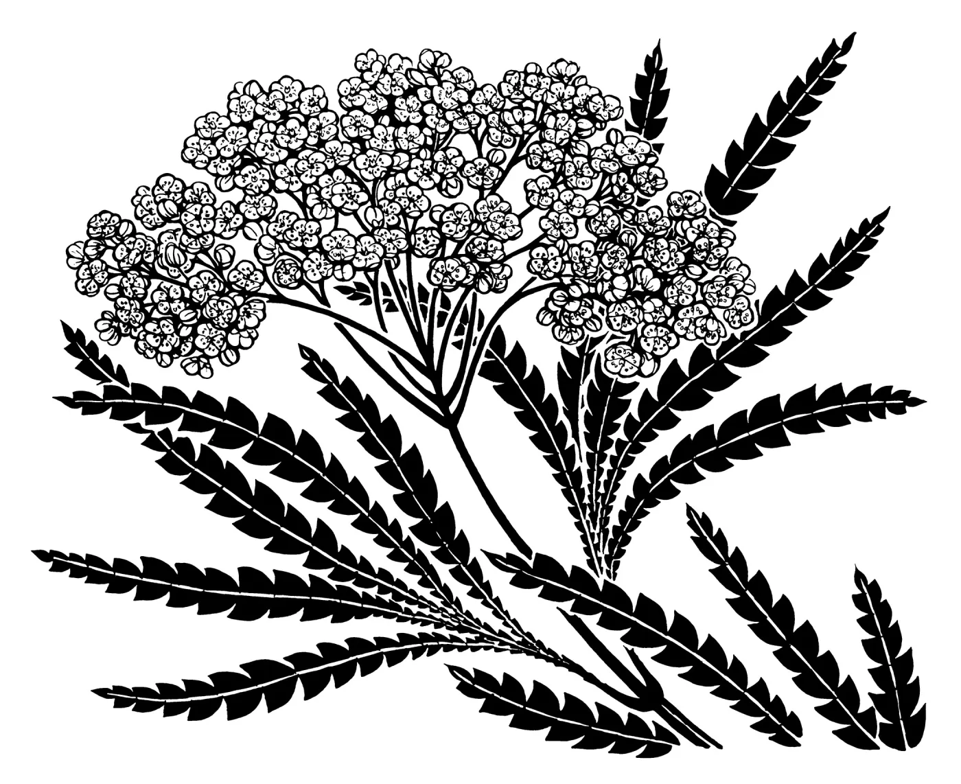 Santa Cruz Island Ironwood