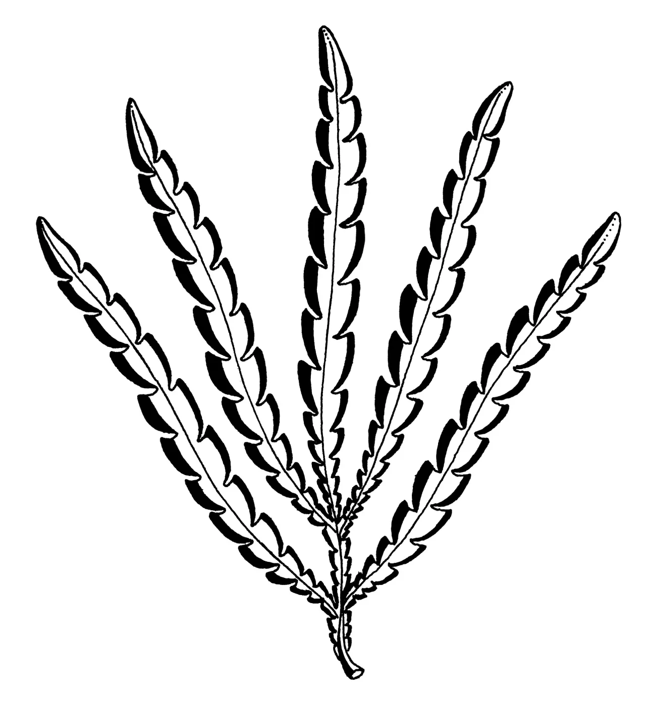 Santa Cruz Island Ironwood