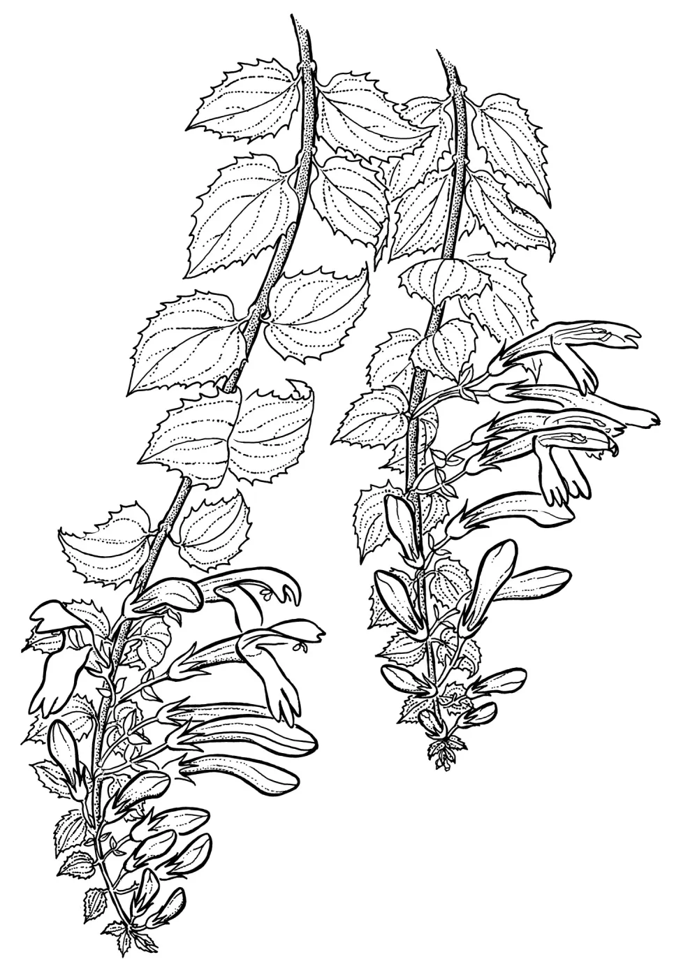 Climbing Penstemon,Honeysuckle Penstemon