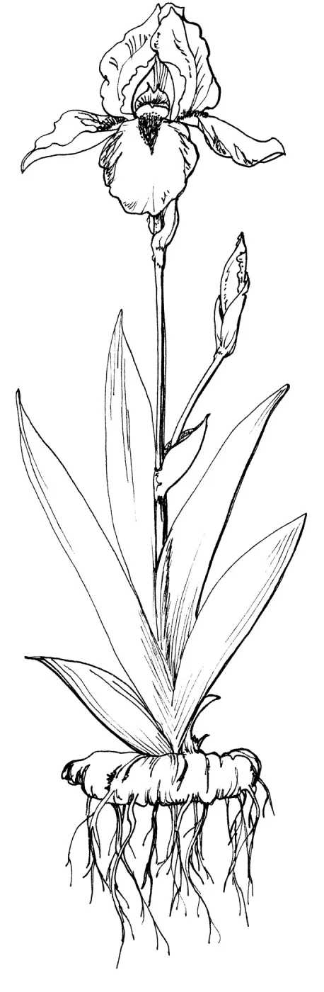 Iris