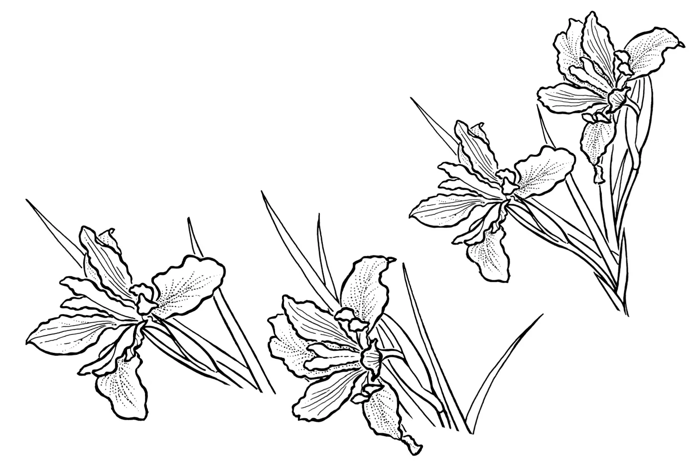 Iris