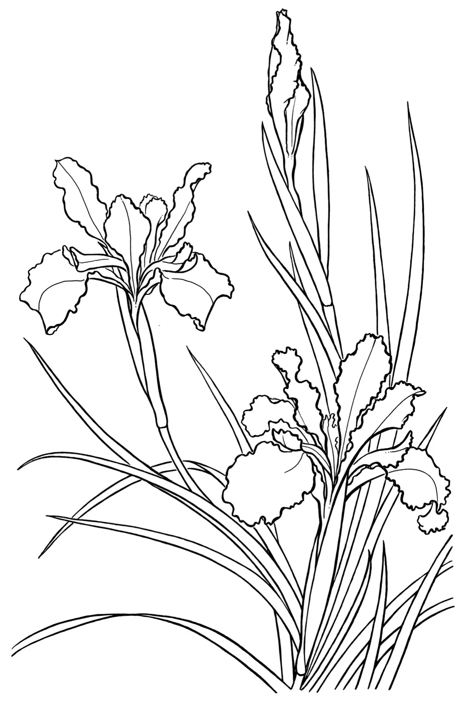 Iris