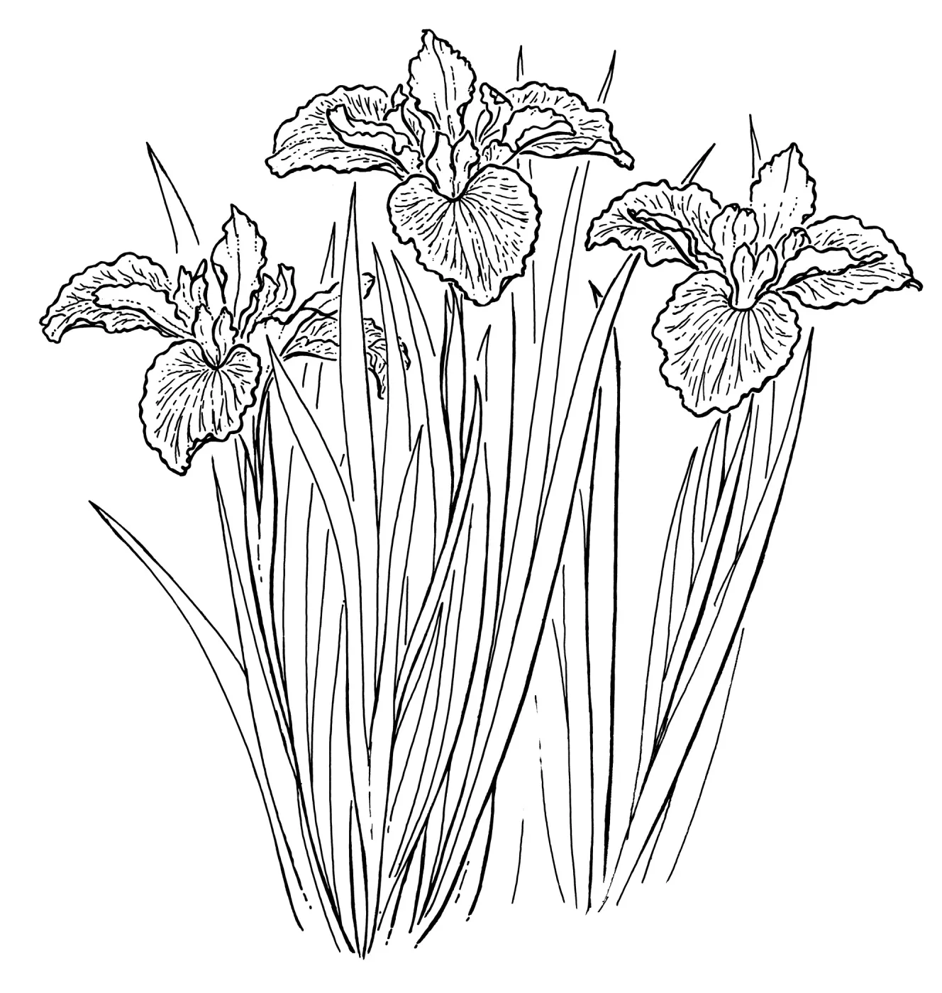 Canyon Gold Iris