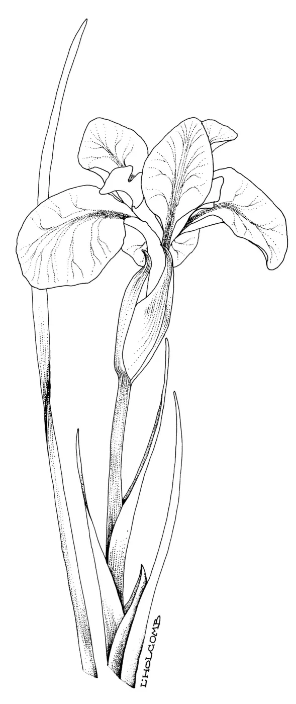 Canyon Snow Iris