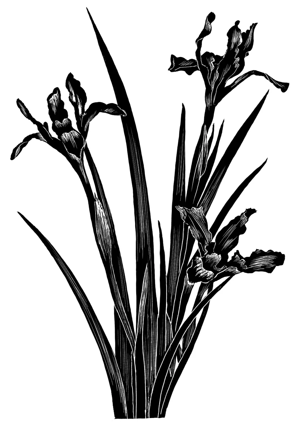 Douglas Iris