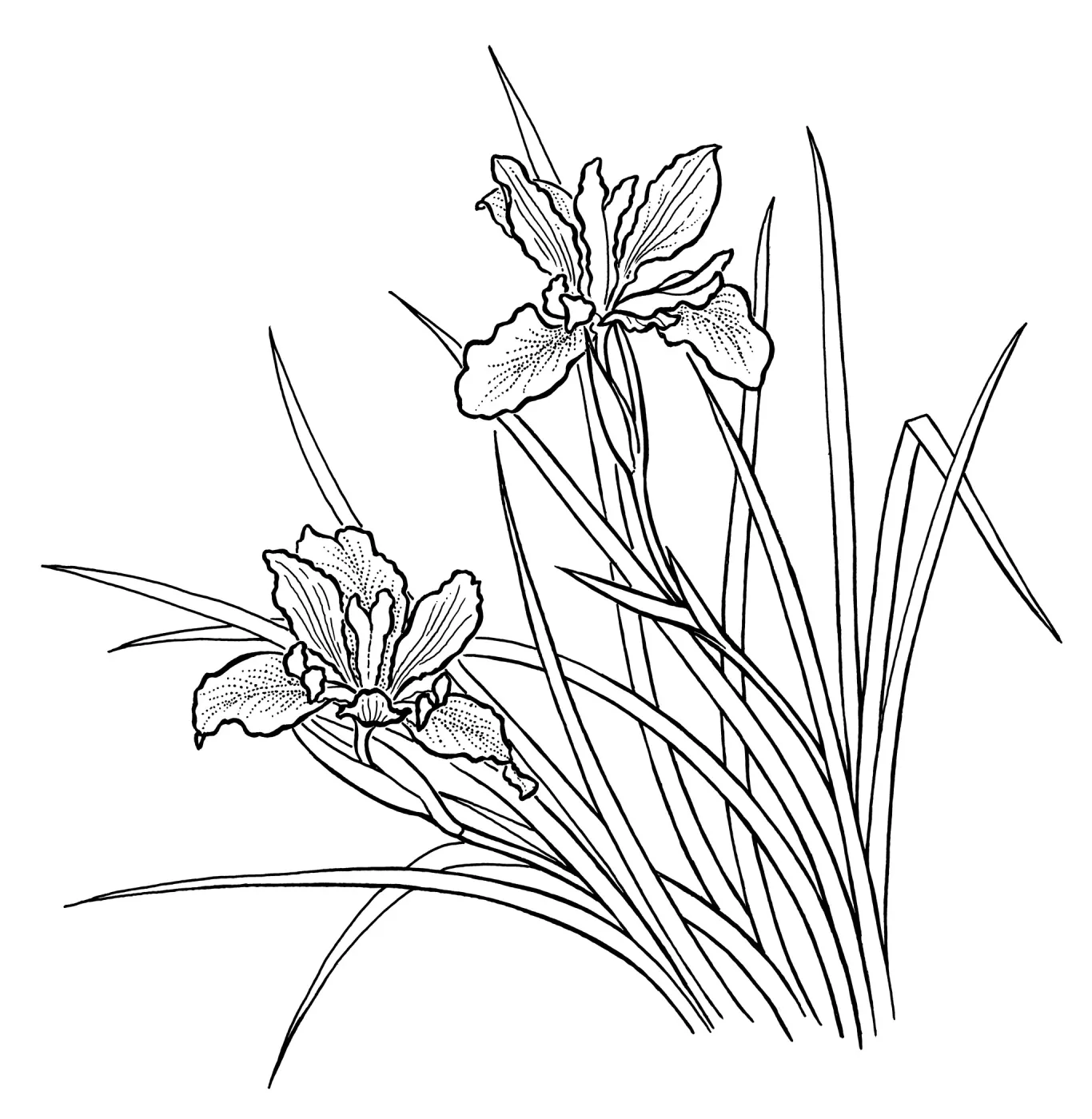 Douglas Iris