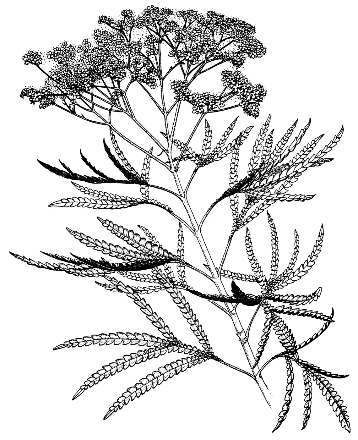 Santa Cruz Island Ironwood