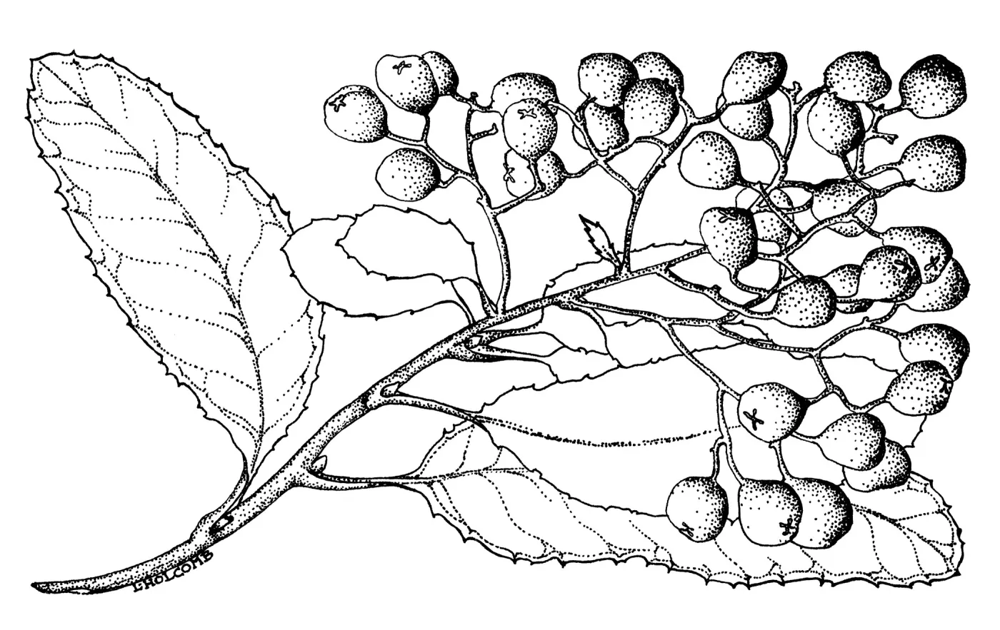 Toyon