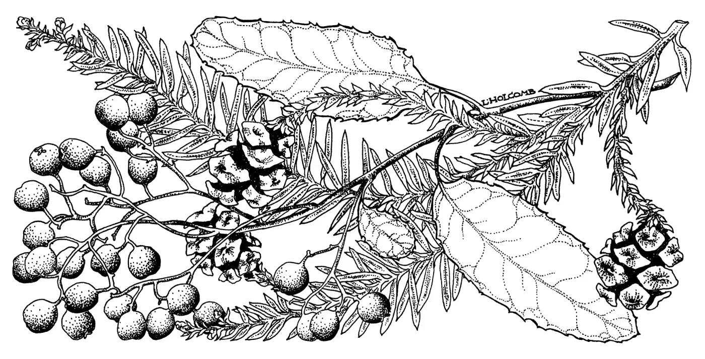 Toyon and Coast Redwood
