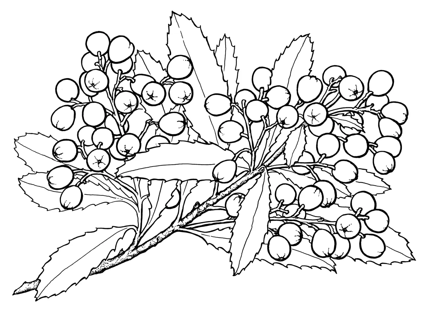 Toyon