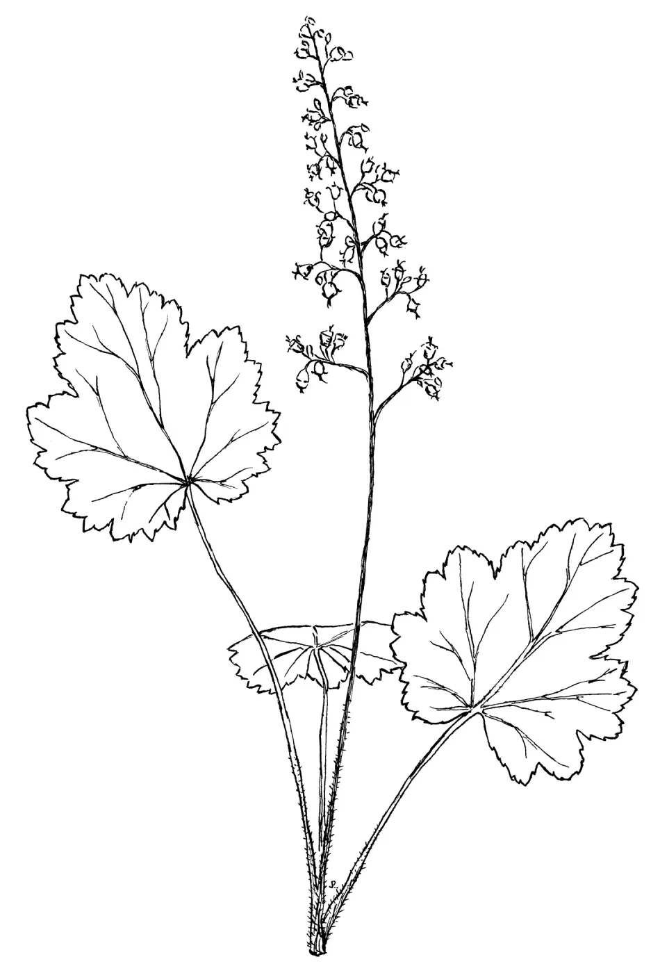 Alum root