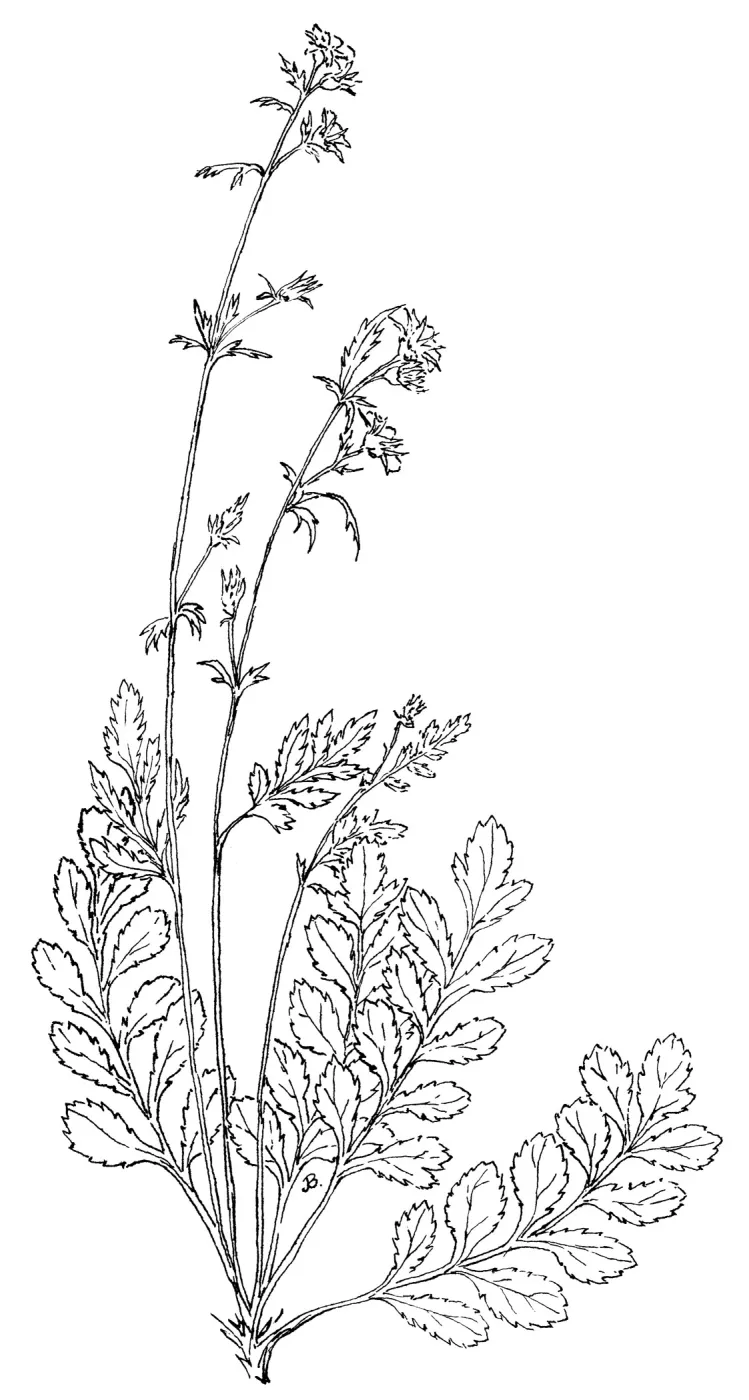 Lindley Cinquefoil