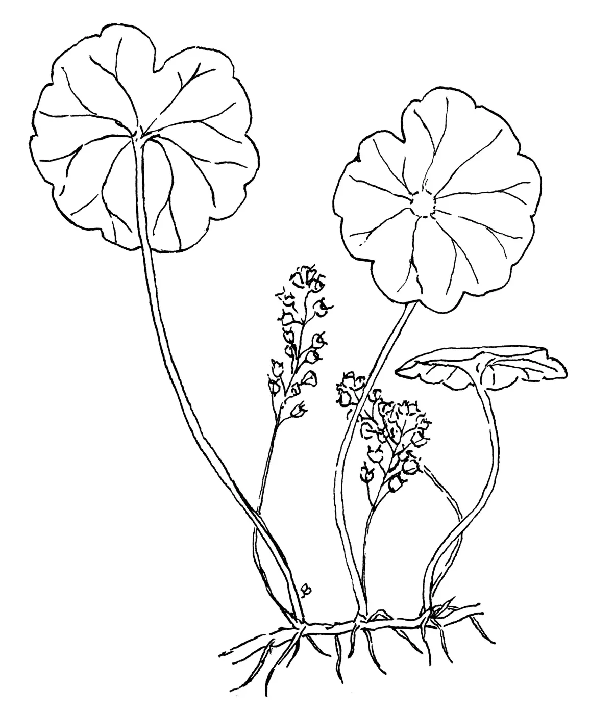 Marsh Pennywort